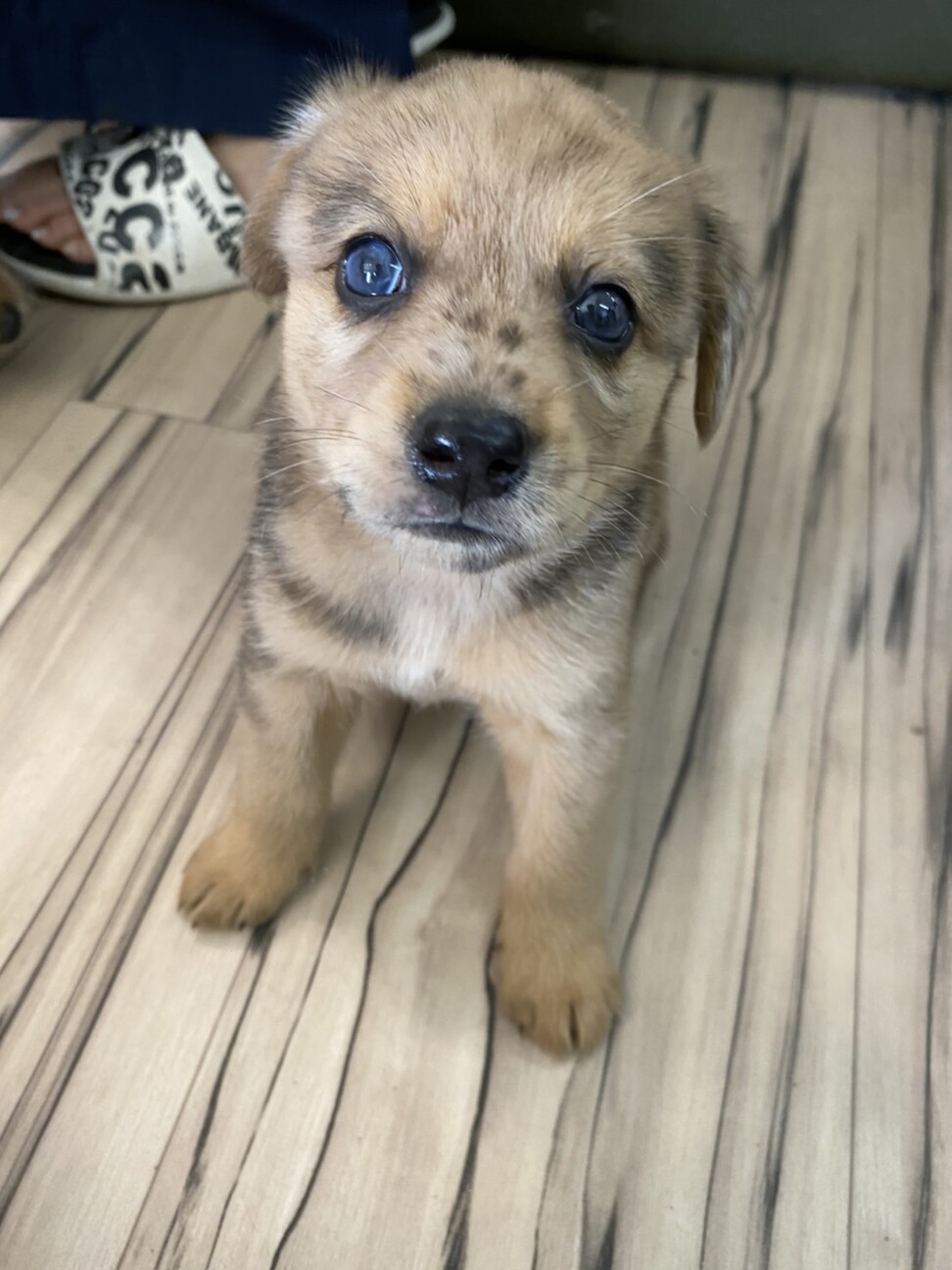 自宅で産まれたミックス犬です（柴犬×ミニチュアダックス） ペットのおうち【月間利用者150万人！】