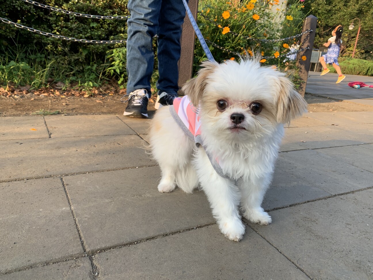 あろん（ミックス犬 チワワ/シーズー） ペットのおうち【月間利用者150万人！】