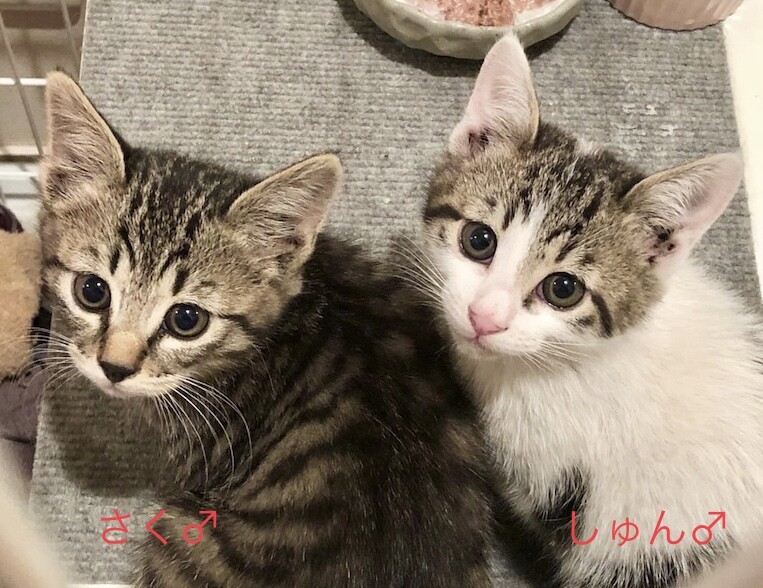 「キジ白 子猫♂さく 推定...」東京都 猫の里親募集(343181) ペットのおうち【月間利用者150万人！】