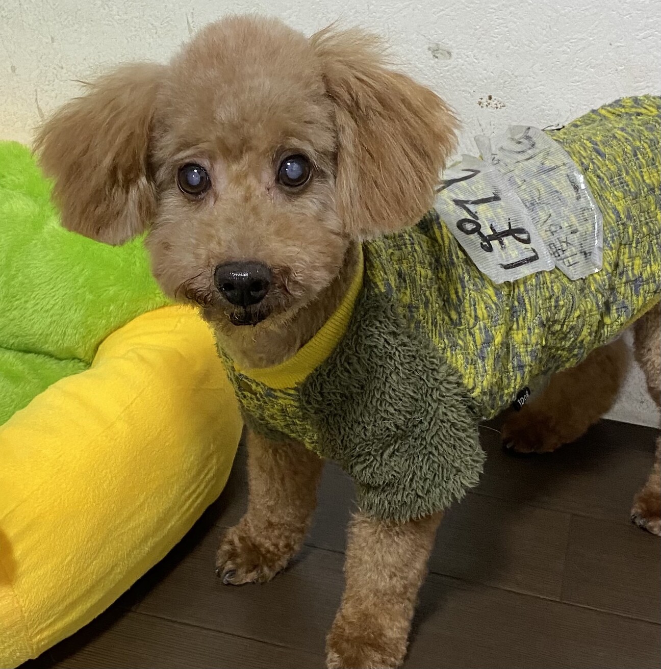「ぽてと☆元気いっぱい少し...」東京都 犬の里親募集(330882) ペットのおうち【月間利用者150万人！】