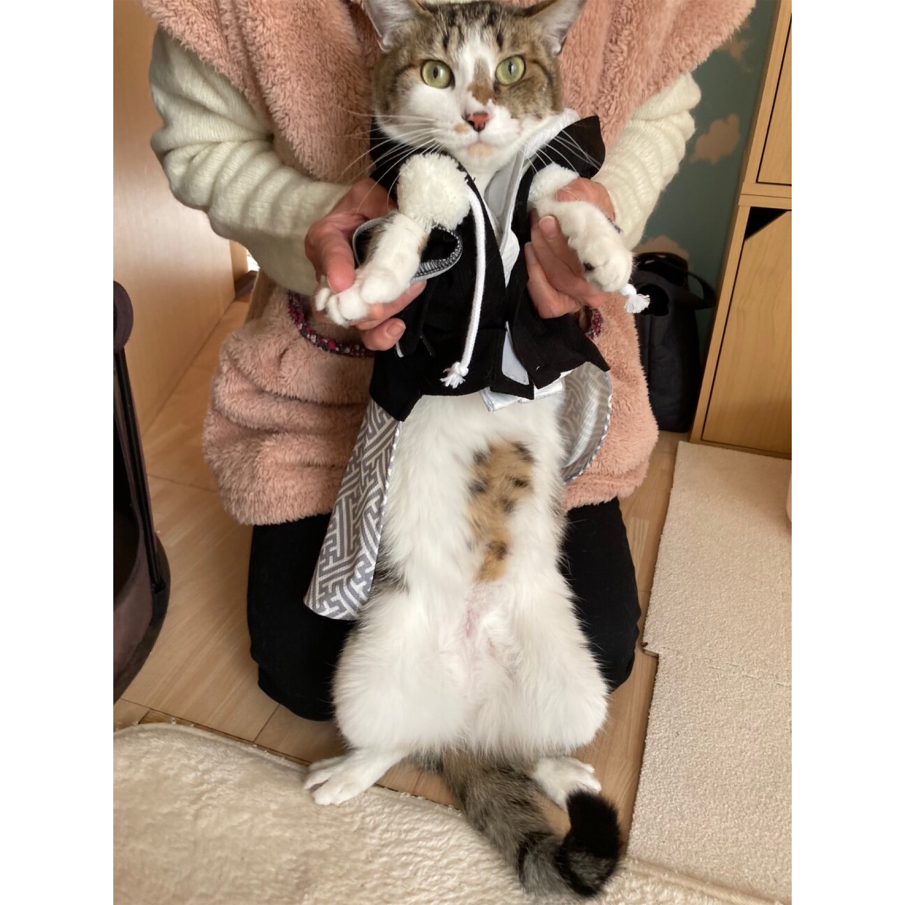 上 猫の画像 面白い 224215猫の画像 面白い
