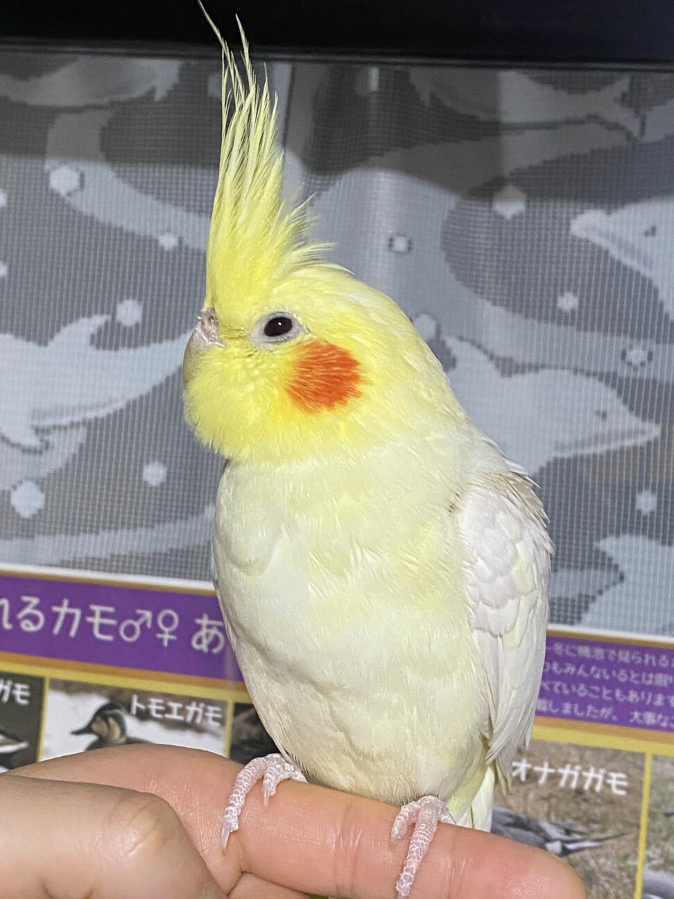キュウちゃん（オカメちゃん）（オカメインコ） ペットのおうち【月間利用者150万人！】