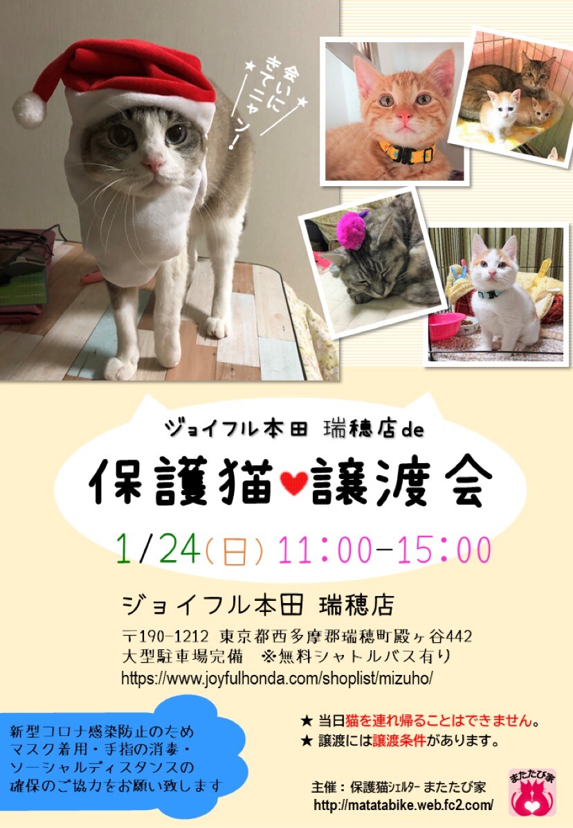 「保護猫 ️譲渡会 in」（またたび家のイベント 11358） ペットのおうち【月間利用者150万人！】