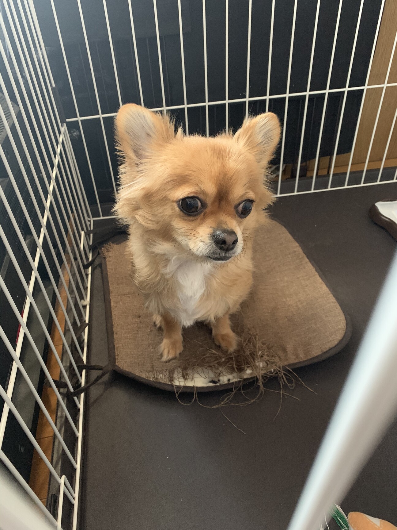 [ベスト] 札幌市 小型 犬 里親 募集 北海道 200546 blogapikedinda