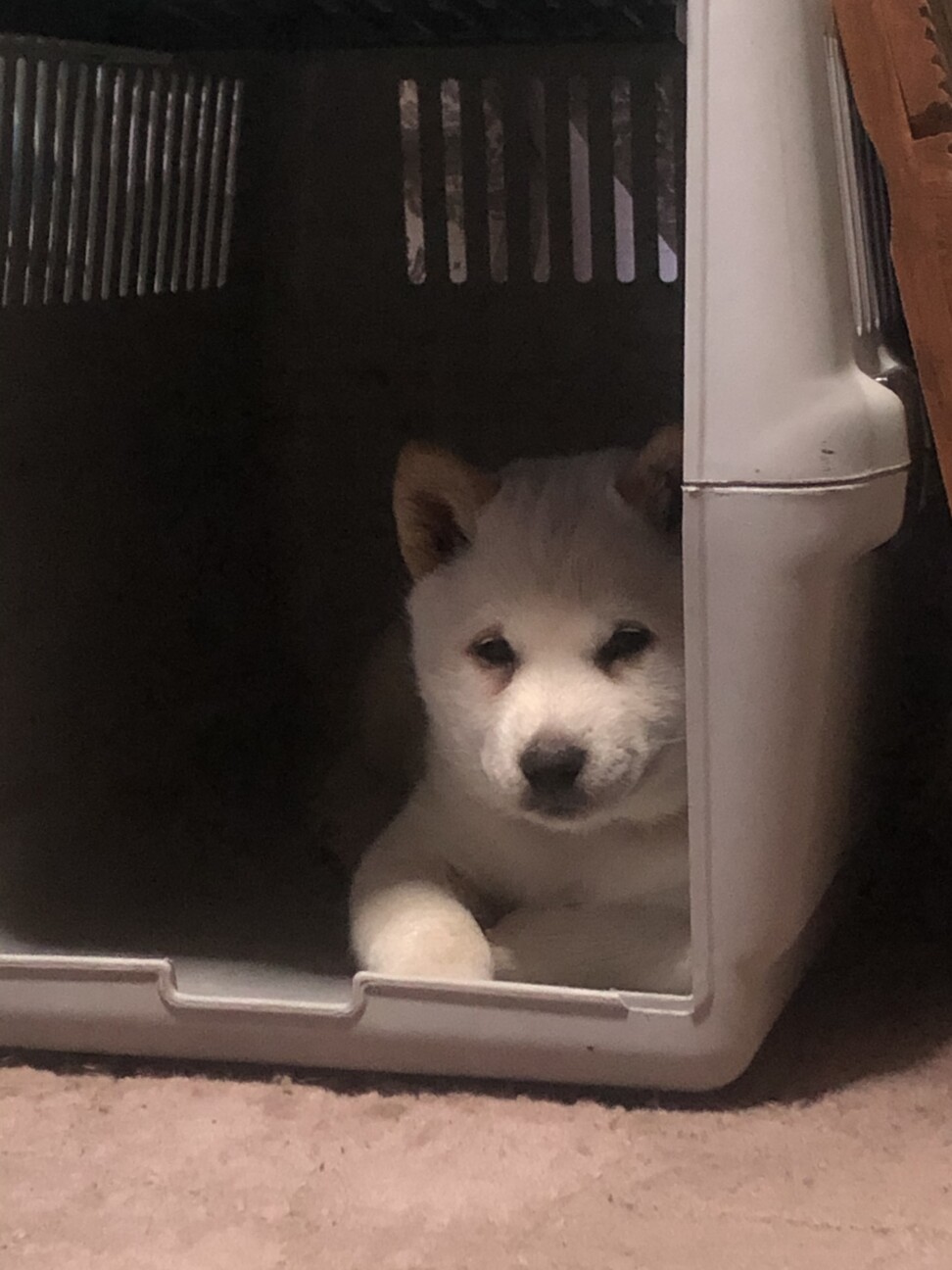 「北海道犬2ヶ月の女の子」北海道 犬の里親募集(350065) ペットのおうち【月間利用者150万人！】