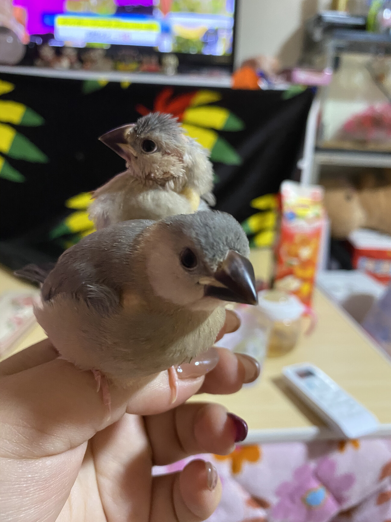 「手乗り文鳥」宮崎県 鳥の里親募集(350091) ペットのおうち【月間利用者150万人！】