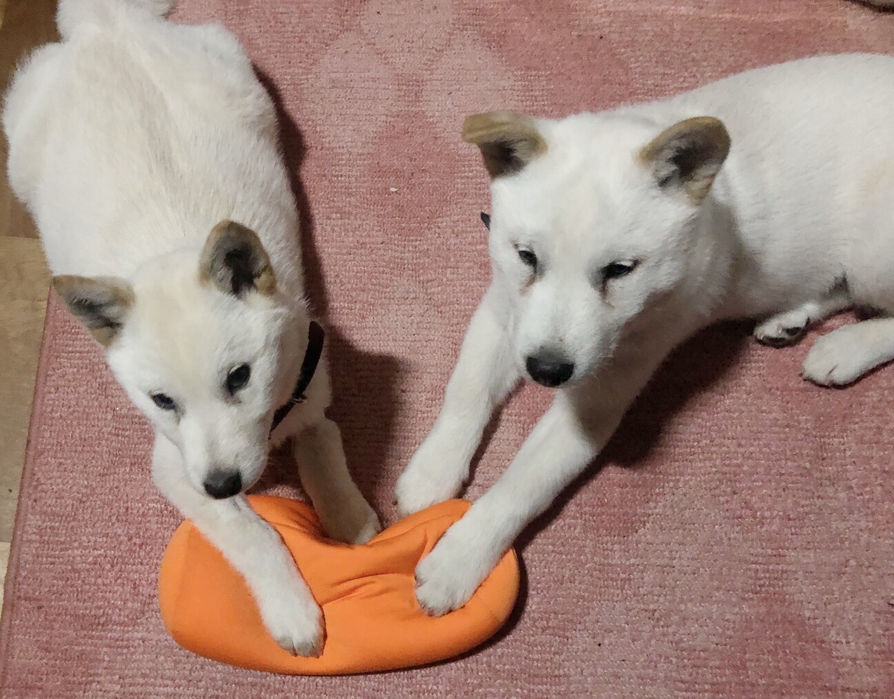 「北海道犬のダイチ」（mikakokoさんのペットログ 35438） ペットのおうち【月間利用者150万人！】
