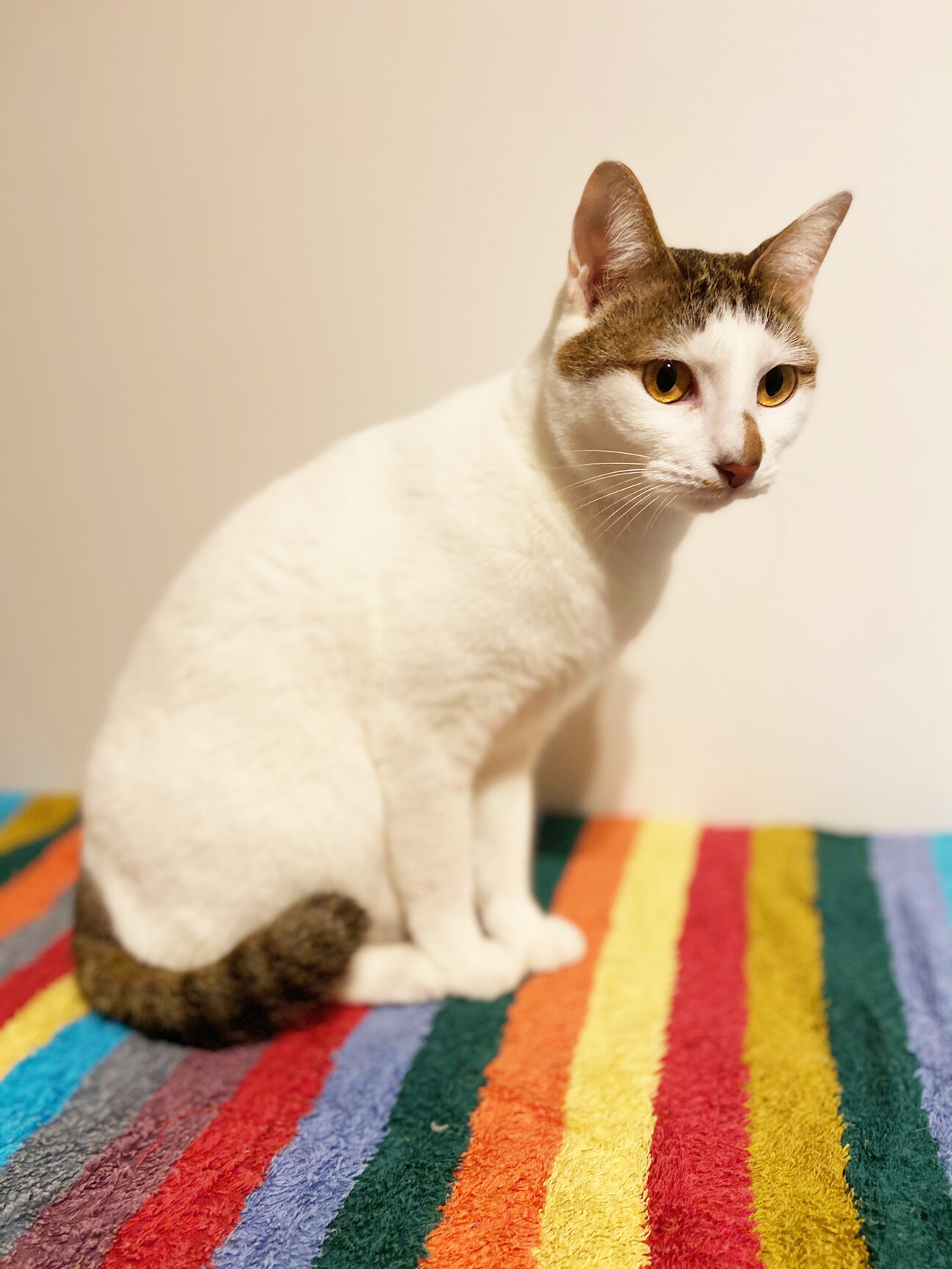 「ペット不可の多頭飼育！白...」東京都 猫の里親募集(292686) ペットのおうち【月間利用者150万人！】