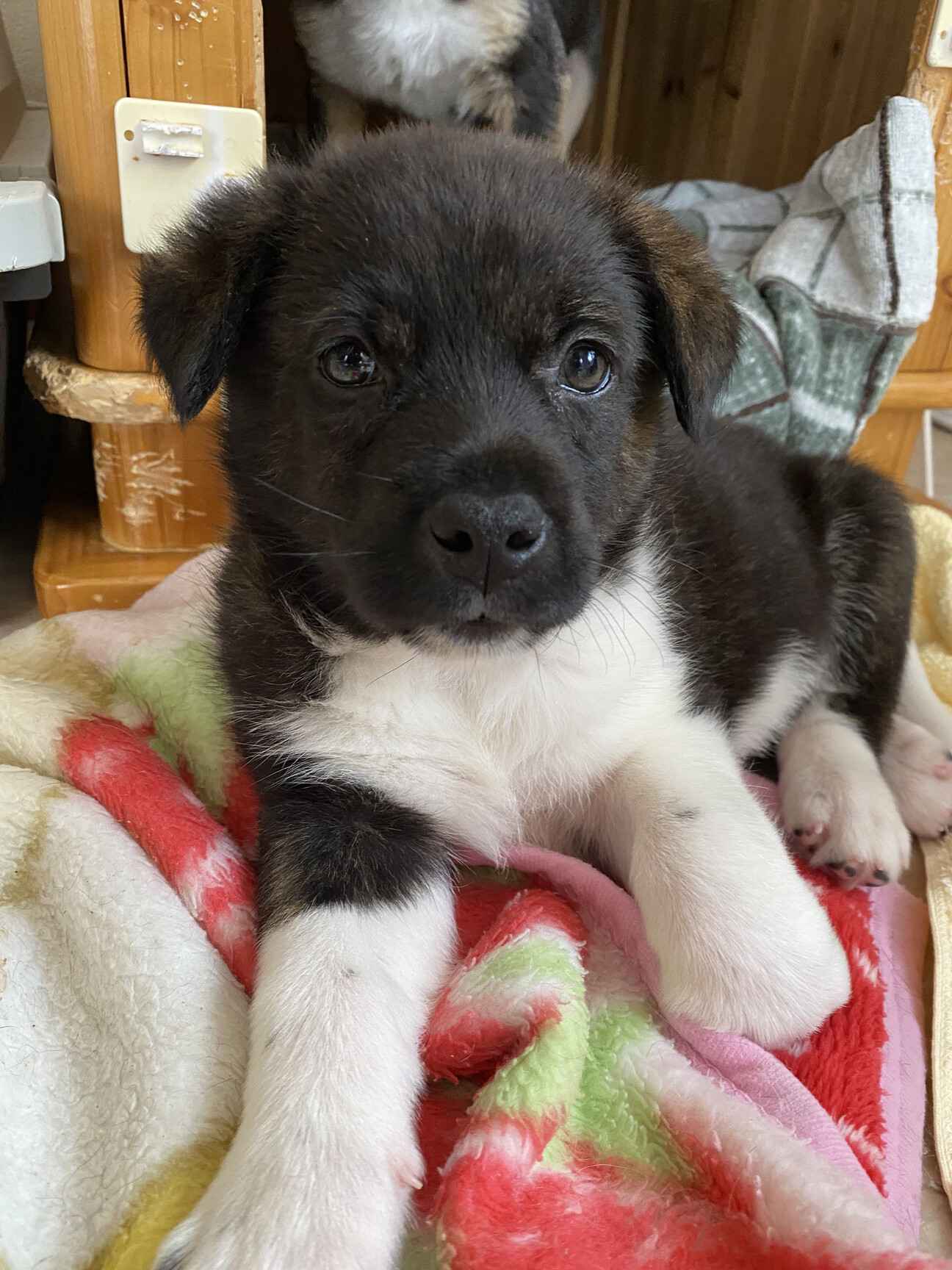 5 生後 一 ヶ月 子犬 里親 募集 埼玉 2021