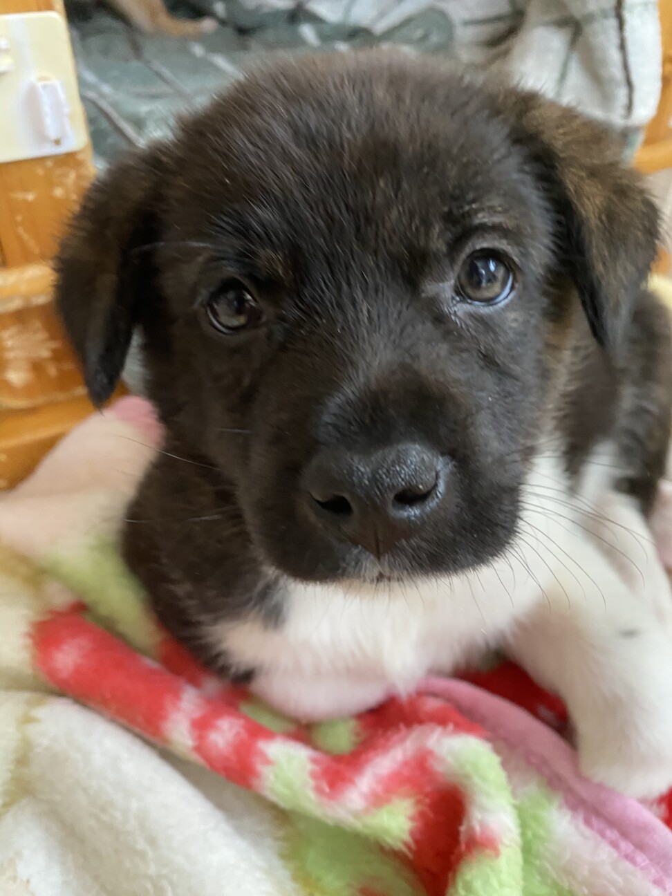 「雑種子犬生後1ヶ月半の男の子」埼玉県 犬の里親募集(353816) ペットのおうち【月間利用者150万人！】