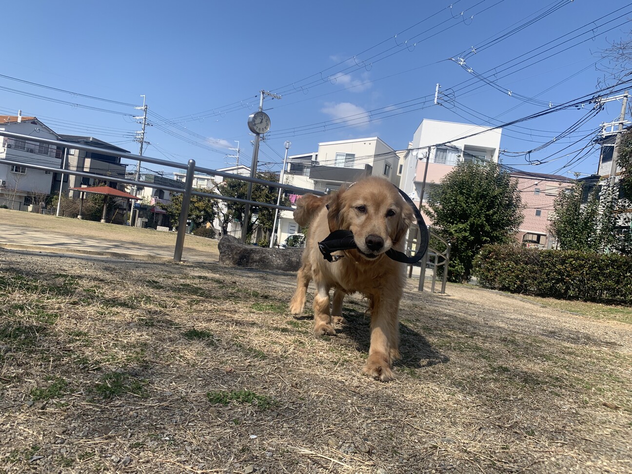 募集ストップ]25日1...」大阪府 犬の里親募集(354721) ペットのおうち【月間利用者150万人！】