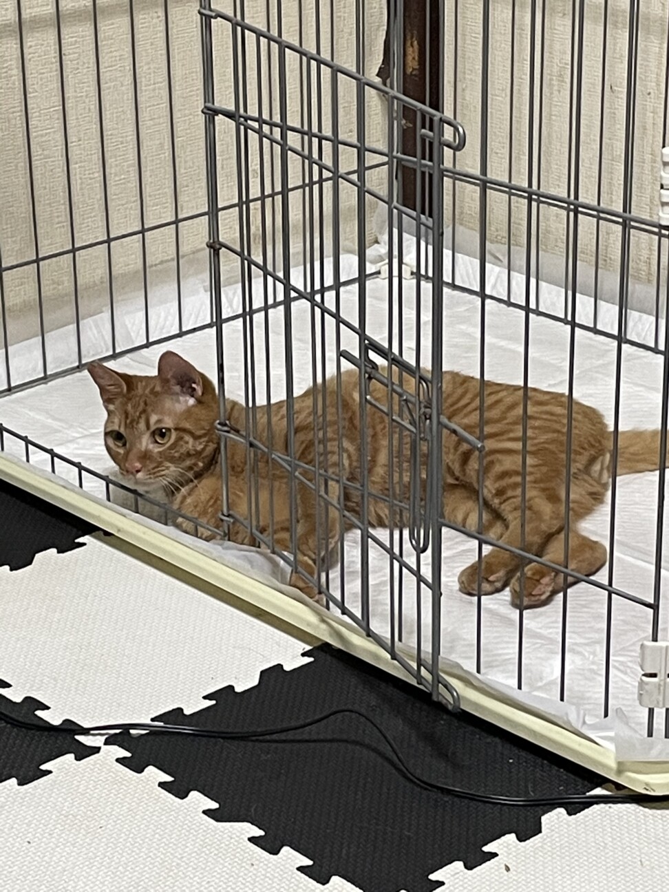 「家の事情で飼えなくなった為」埼玉県 猫の里親募集(365468) ペットのおうち【月間利用者150万人！】