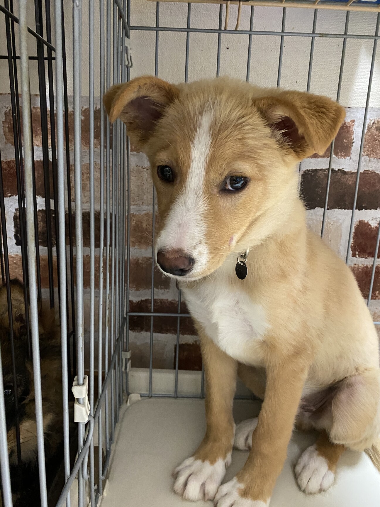 「ティモンのずっとのおうち...」東京都 犬の里親募集(366092) ペットのおうち【月間利用者150万人！】