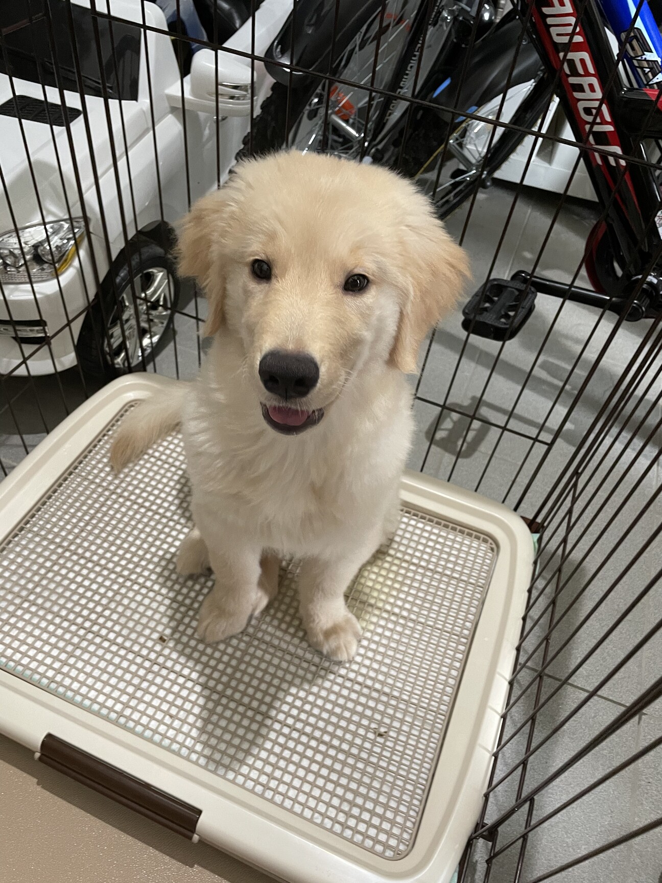 「ゴールデンレトリーバー子...」石川県 犬の里親募集(367709) ペットのおうち【月間利用者150万人！】