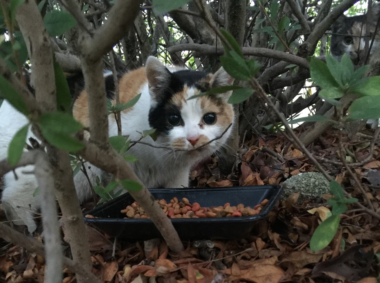青空猫 福岡県地域猫サポーター ペットのおうち【月間利用者150万人！】
