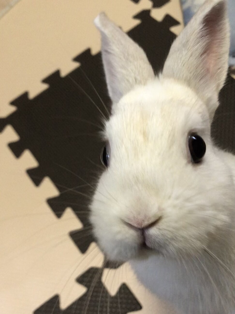 おこめ（ウサギ） ペットのおうち【月間利用者150万人！】