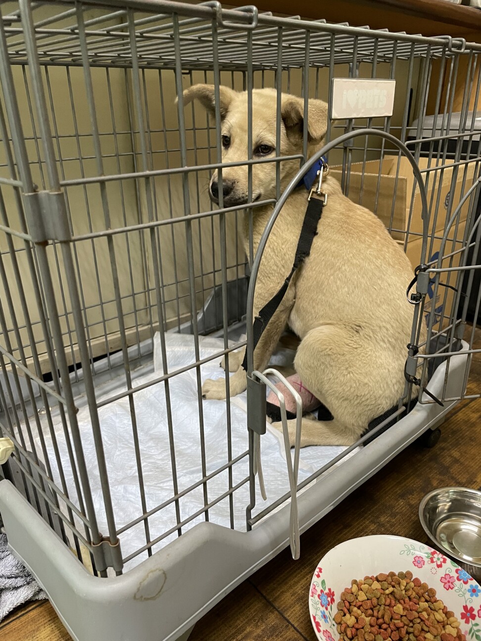 野良子犬のため名無し（雑種） ペットのおうち【月間利用者150万人！】