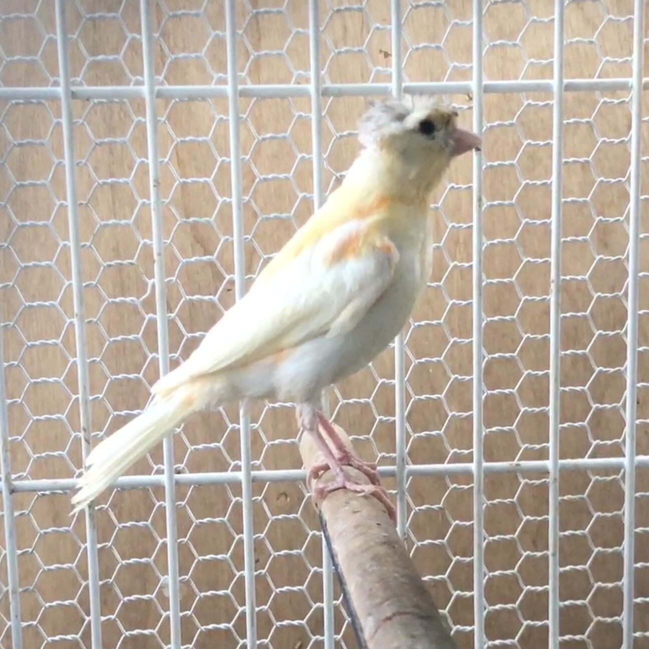 「ユニークヘッド カナリア」広島県 鳥の里親募集(375491) ペットのおうち【月間利用者150万人！】
