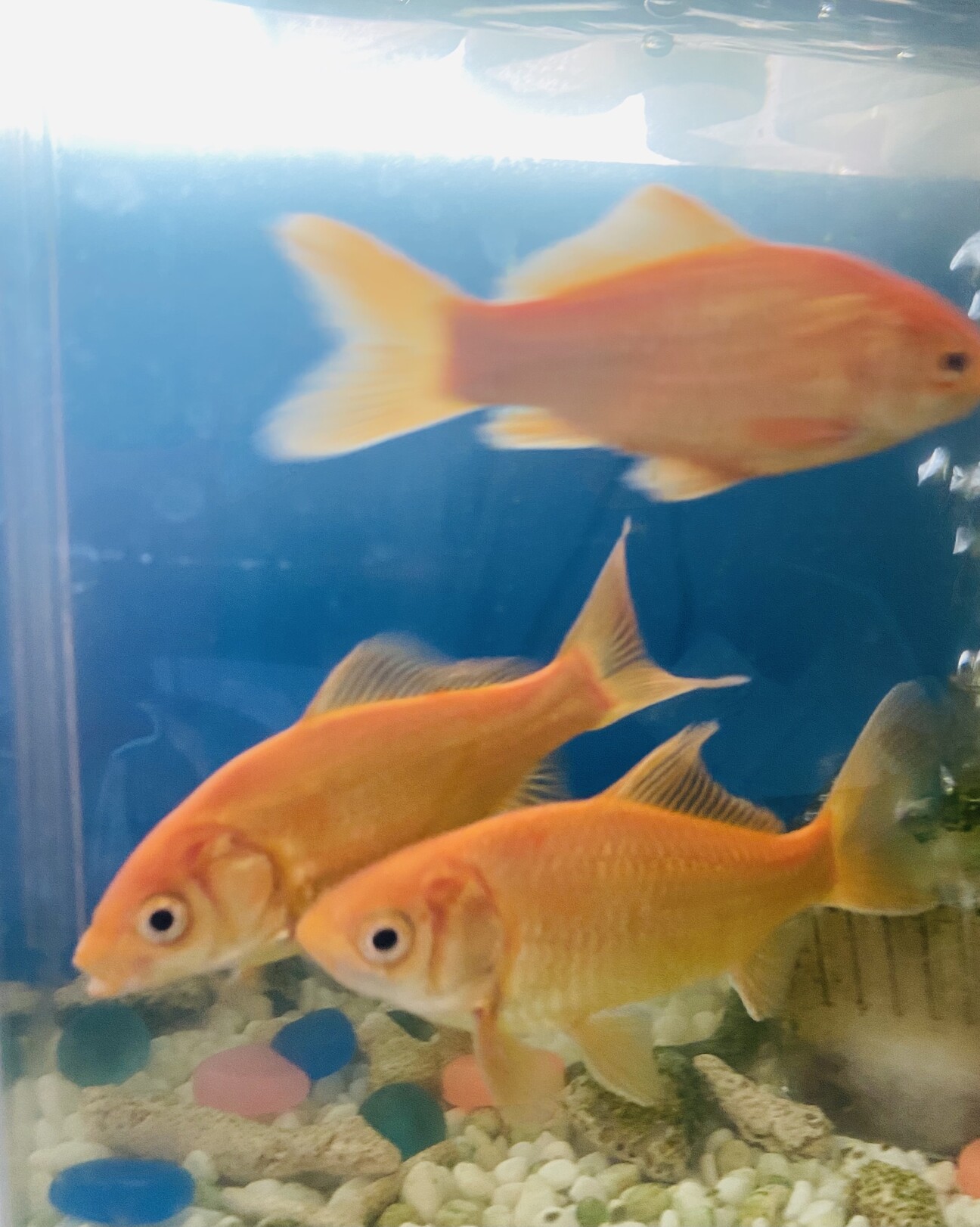 「小赤 引っ越しの為里親募集」愛知県 熱帯魚・観賞魚の里親募集(376467) ペットのおうち【月間利用者150万人！】