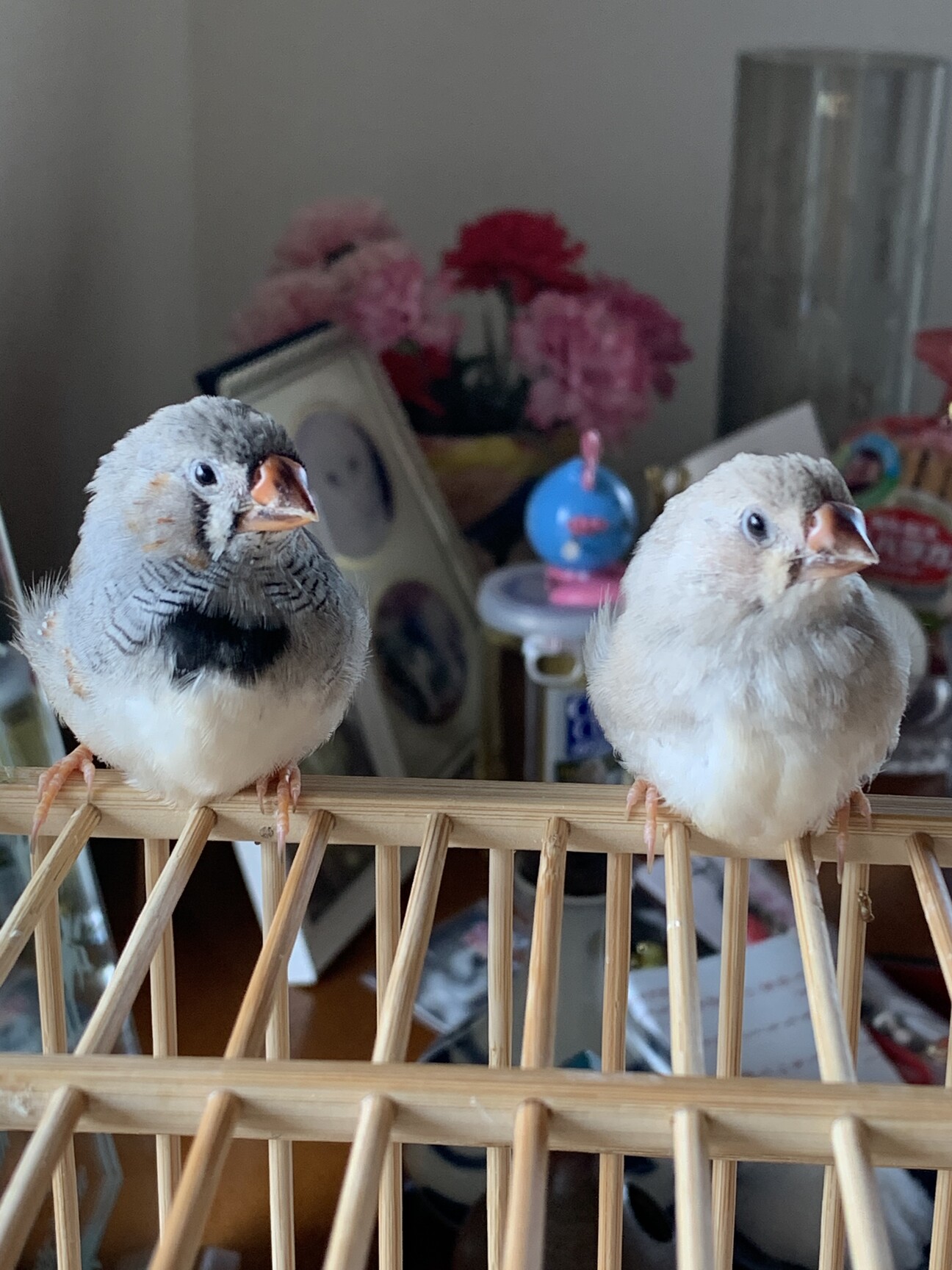 「錦華鳥 ヒナ ペア」東京都 鳥の里親募集(378521) ペットのおうち【月間利用者150万人！】