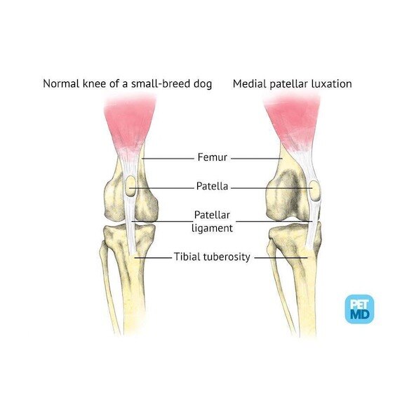 Torn Knee Ligament in Dogs PetMD
