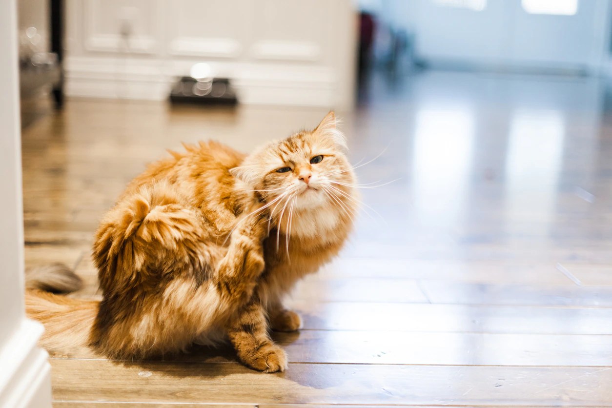 Flea Allergy Dermatitis In Cats | Petmd