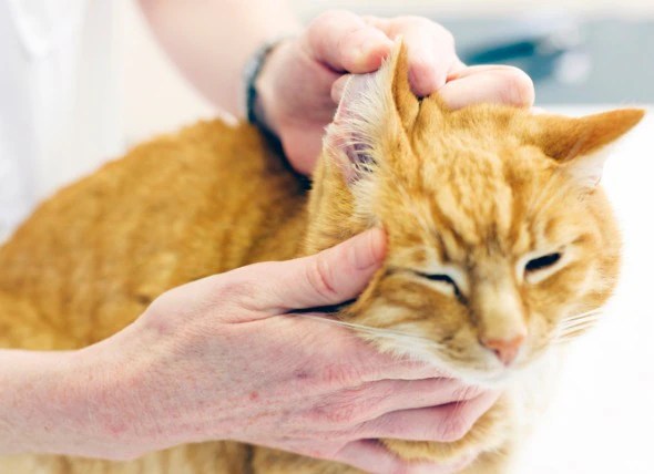 Cat Ear Infections: 8 Steps For Treating Them At Home | Petmd