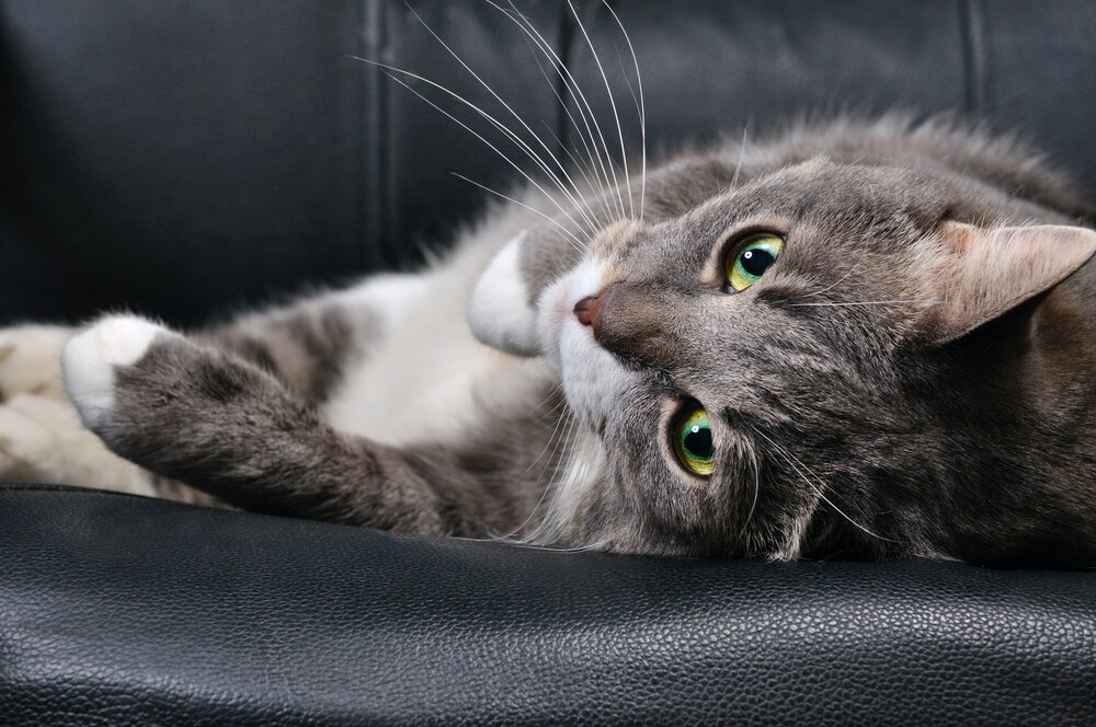 Types of Anxiety Medication for Cats PetMD