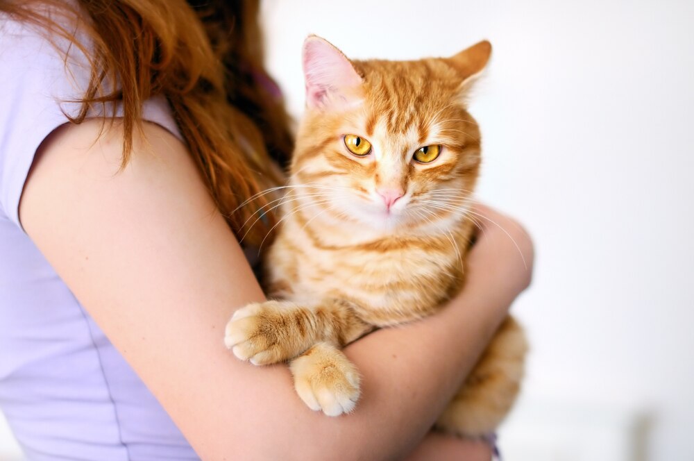 Skin Disease, Autoimmune (Pemphigus) in Cats PetMD