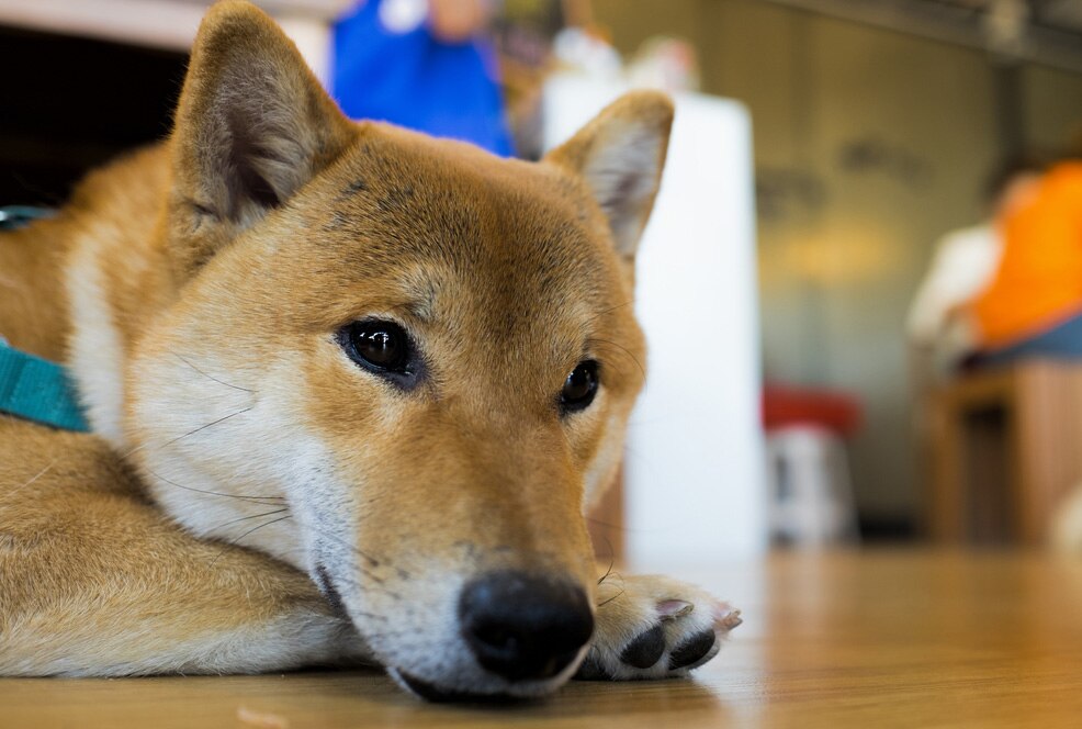 Does Swiffer Cause Cancer In Dogs