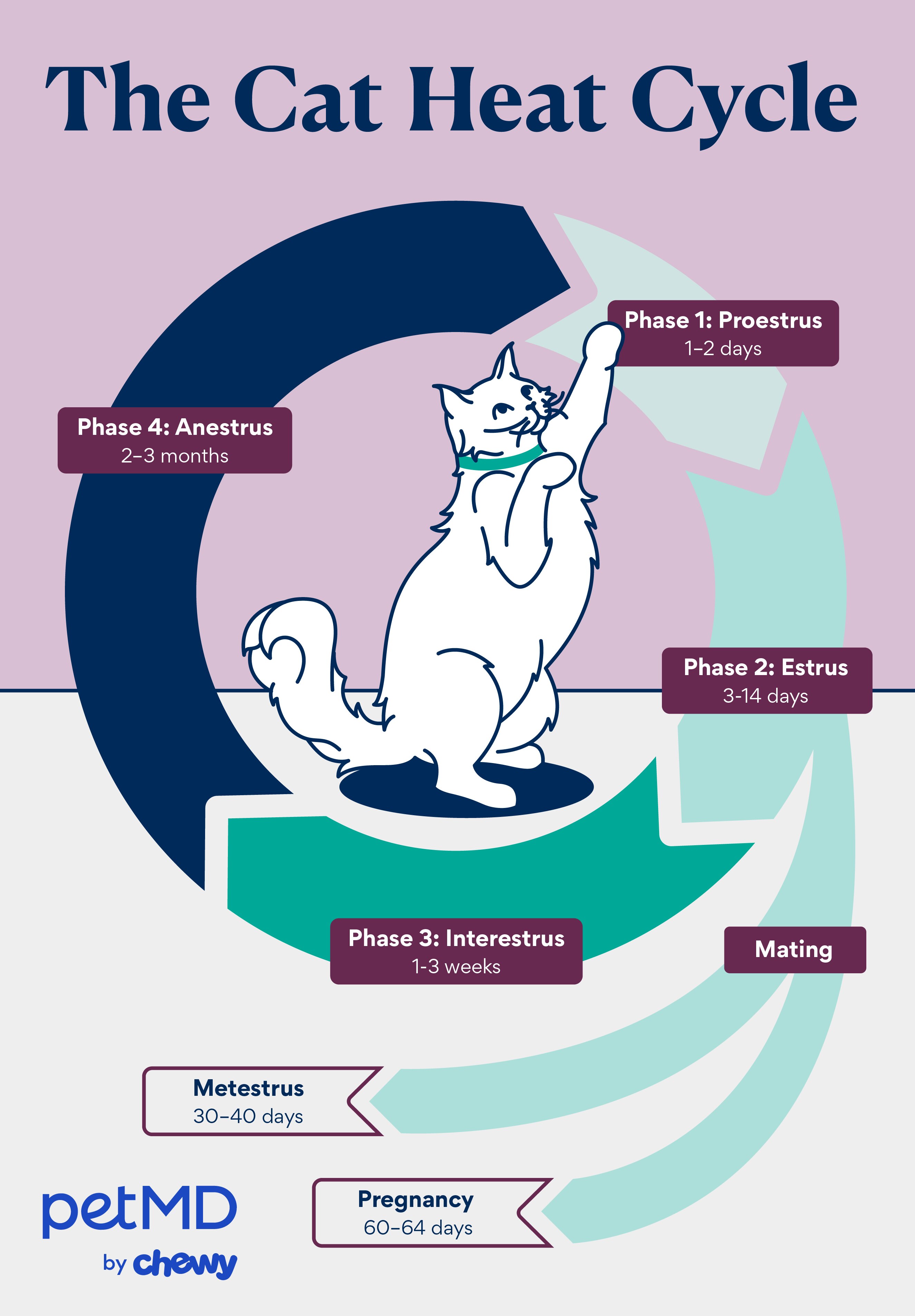 Cats in Heat How Long It Lasts and What To Do PetMD