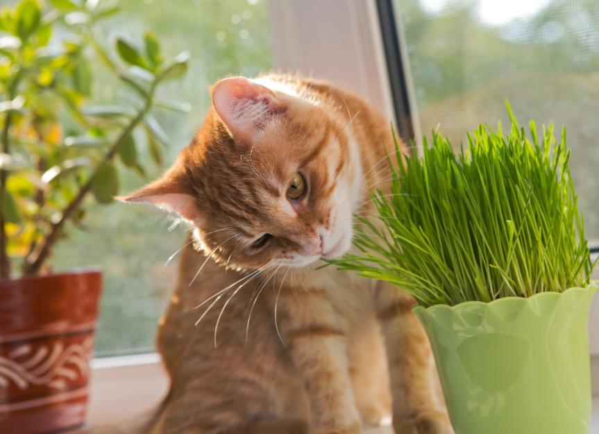 Does Catnip Make Cats High? PetMD