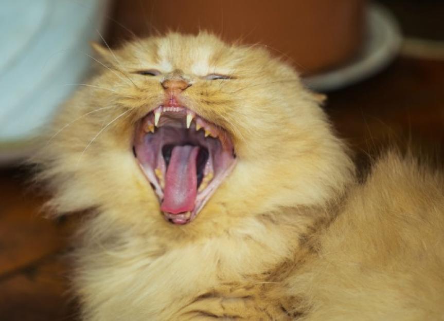 Are Cats And Dogs Born With Teeth