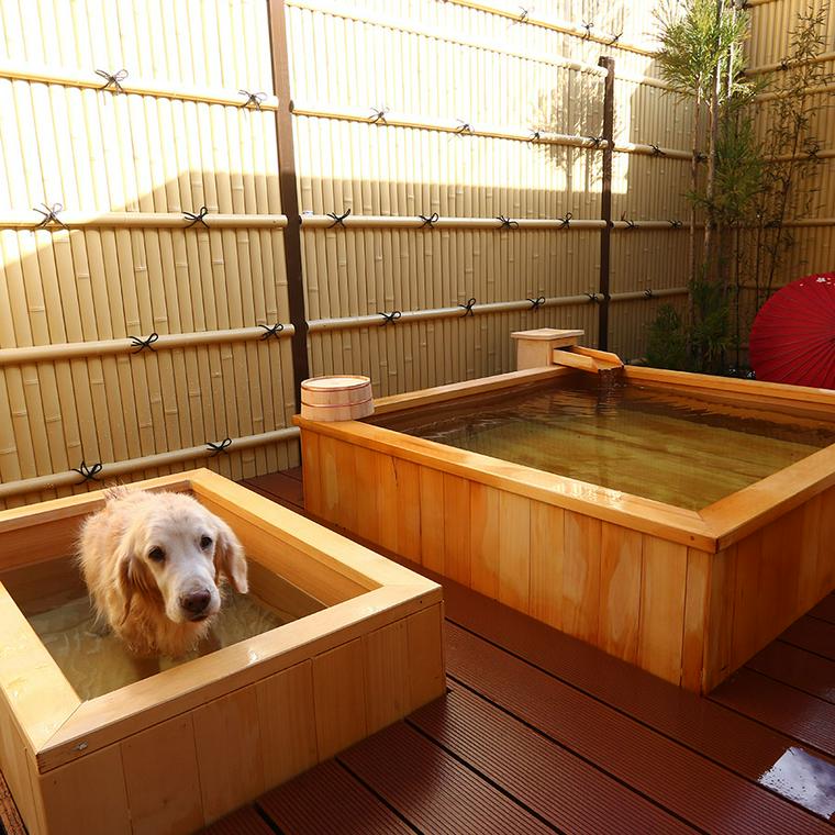 【決定版】全国の大型犬・超大型犬と泊まれる人気の宿おすすめ30選！ドッグラン付きや露天風呂付きなど ペトコト