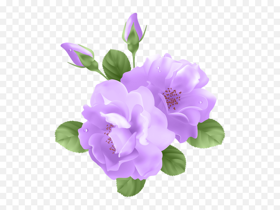 Purple Flower Vector Royalty Free Transparent Background Purple Rose