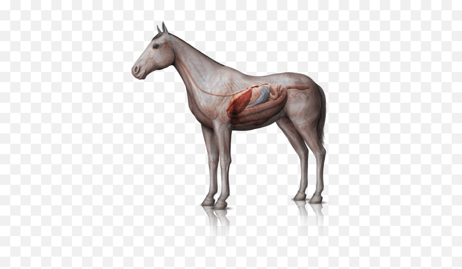 Interactive Animal Veterinarian Clark Summit Pennsylvania Nervous