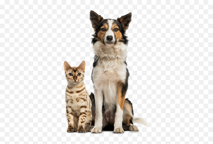 Pet Food Supply Store Rocky Mount Va Barkleyu0027s Pet Market Dog Sit