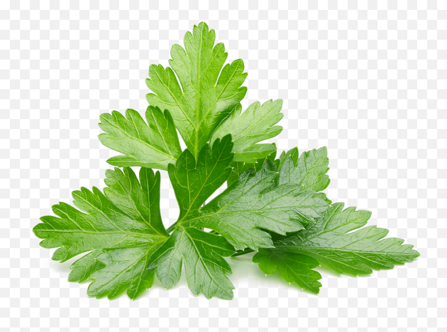 Download Parsley Leaf Coriander Leaves Png,Cilantro Png free