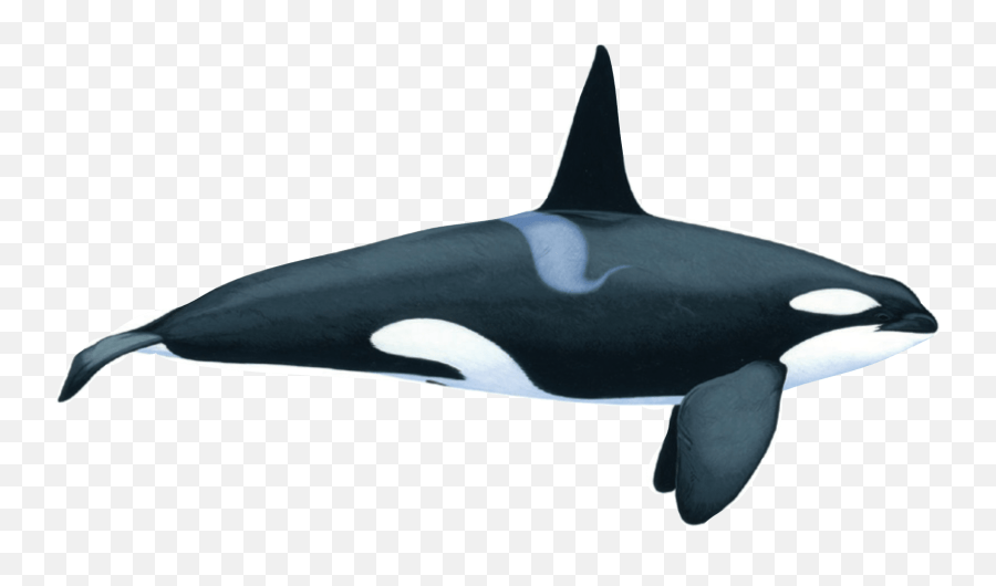 Killer Whale Orca Whale On White Background Png,Killer Whale Png