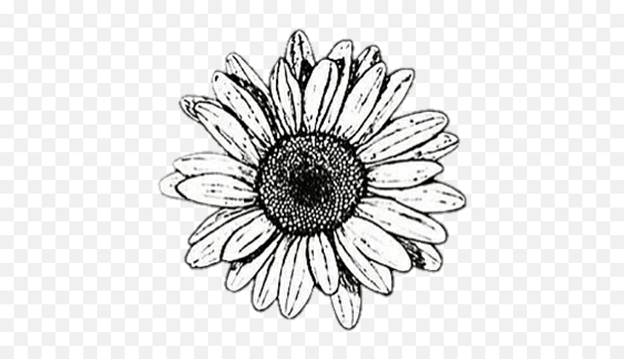 Background Black White Flower Cute Black And White Aesthetic Stickers Png,Daisy Png free