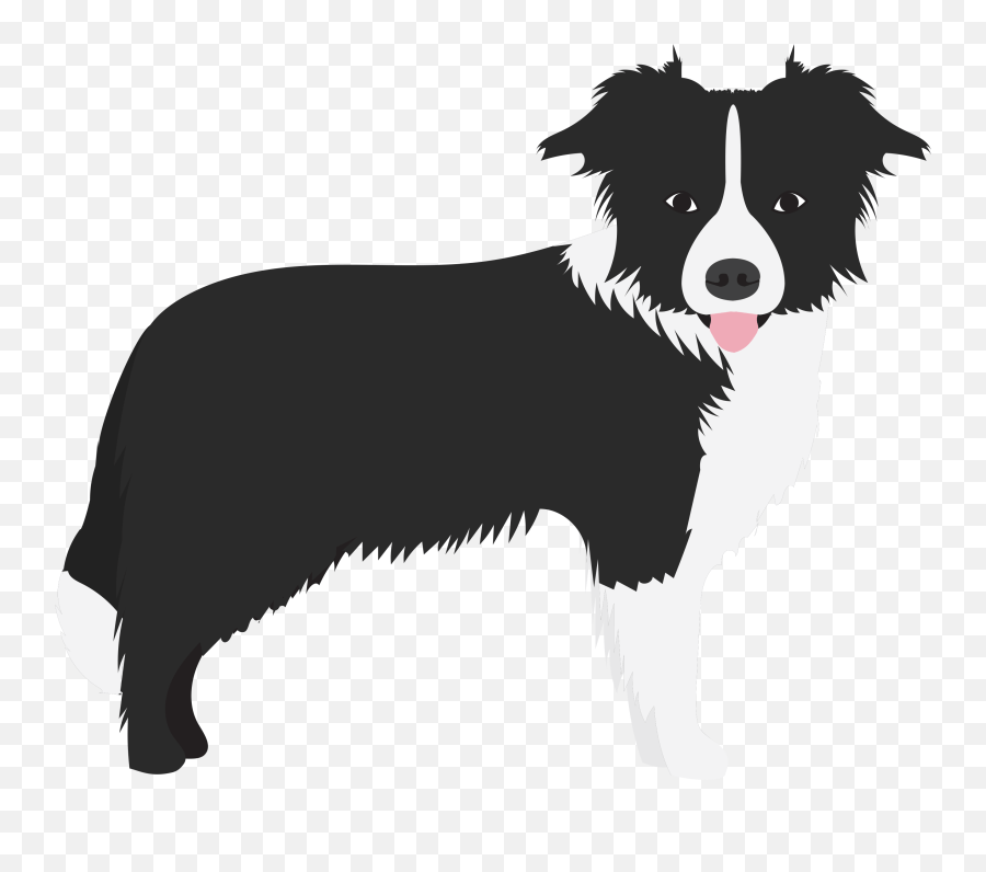 Border Colie Dogs In The News Border Collie Png Flat,Border Collie