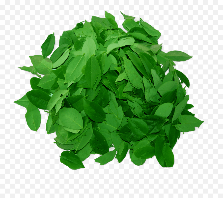 Madre De Cacao Soap Benefits Png Image Madre De Cacao Leaves Cartoon