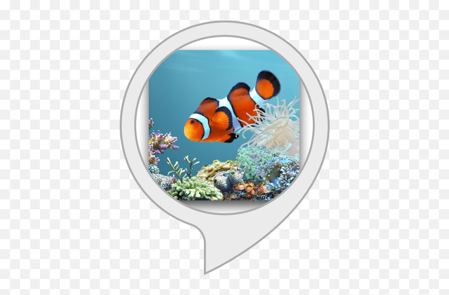 Fish Tank For Echo Show Alexa Skills Live Wallpaper