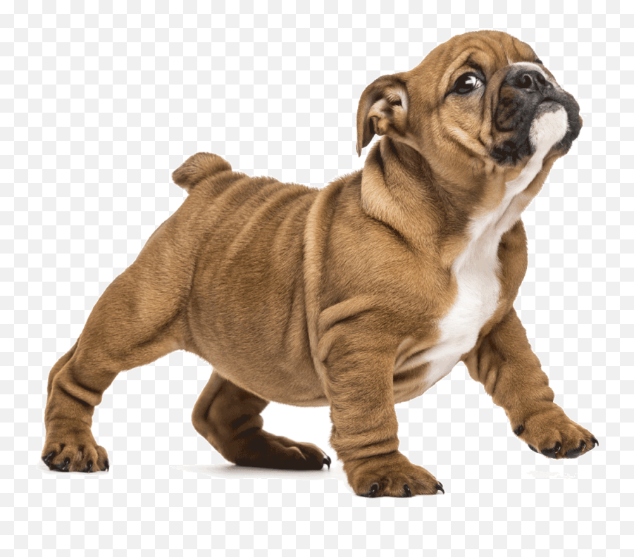 Akc Pet Insurance Health For Dogs And Cats Dog Png,Puppy Icon Png