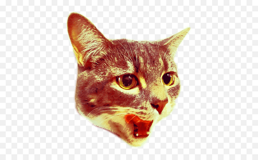 Are You 21 Or Older Cat Shooting Lasers Png Full Size Transparent