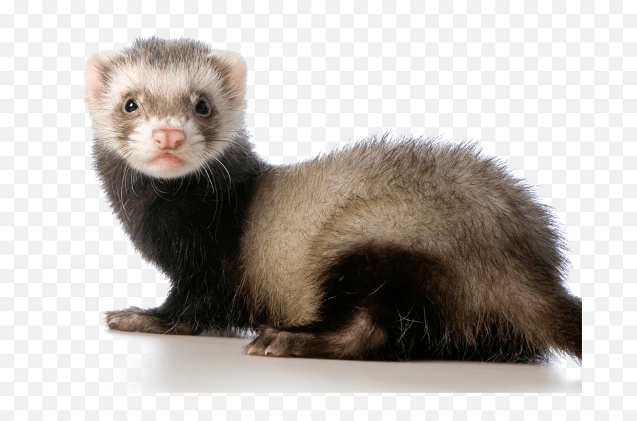 Ferret Png Transparent Image Arts Ferrets Illegal In California