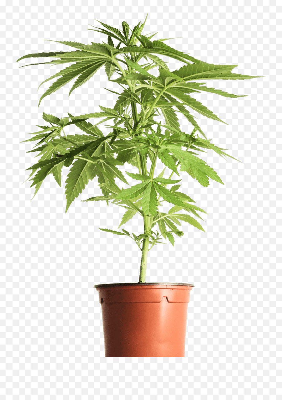 Visit Our Marijuana Dispensary Today Houseplant Png,Marijuana Plant