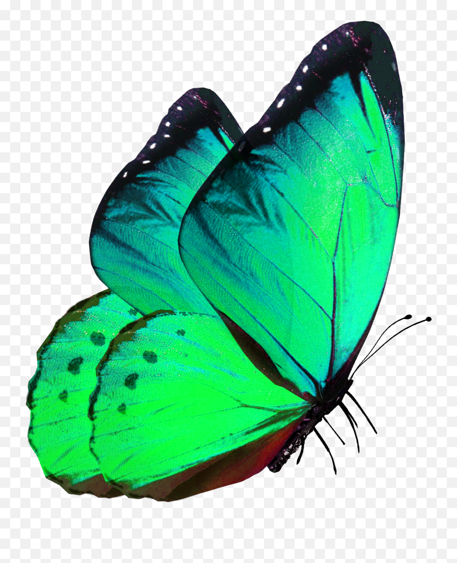 Green Butterfly Purple Butterfly Png,Real Butterfly Png free