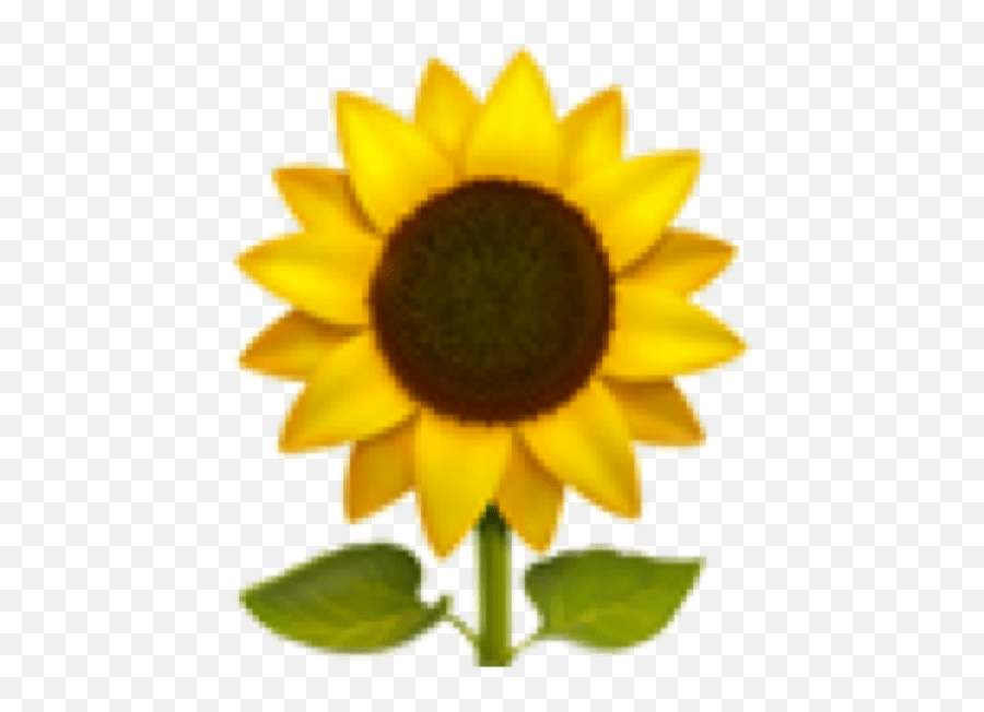 Sunflower Emoji Aesthetic Freetoedit Emojis Flower Png,Sunflower