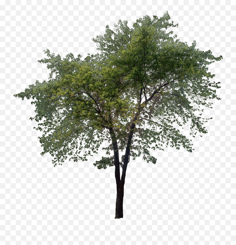 Download Trees Png Transparent Png Png Images Tree Png Forest Trees Png Free Transparent Png Images Pngaaa Com